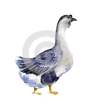 Watercolor goose on the white background, Baby shower drawn,