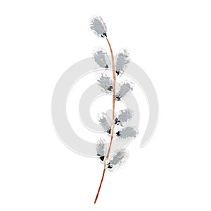 Watercolor gouache hand drawn illustration. Pussy willow branch isolated on white background