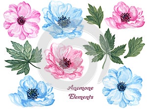 Watercolor gouache set of anemone floral and leaves hand drawn