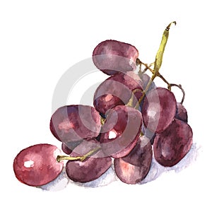 Watercolor grape.