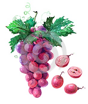 Watercolor grape bunch of dark grapes isolated