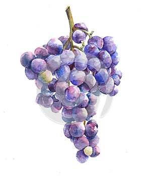 Watercolor grape bunch of green and dark grapes isolated