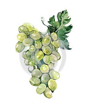 Watercolor grape bunch of green grapes isolated