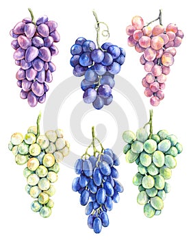 Watercolor Grape Bunch Variety Set