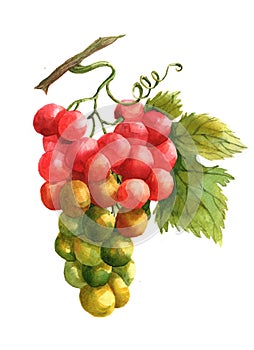 Watercolor grape fruits illustration isolated