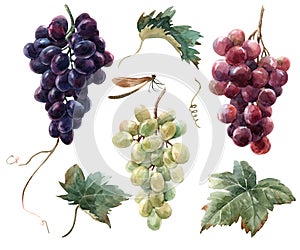 Watercolor grape set