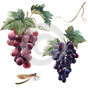 Watercolor grape set