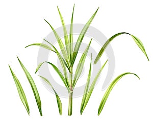 Watercolor grass. Set of big stem and separate leaves. Collection with green design elements. Realistic botanical