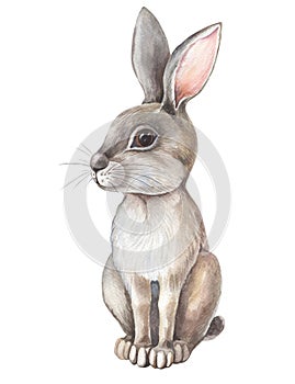 Watercolor gray Hare on white background. Isolated of grey Rabbit.Cute cartoon character. Watercolour Illustration with