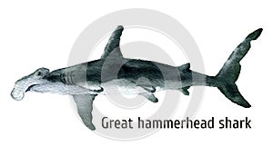 Watercolor Great hammerhead shark. Illustration isolated on white background. For design, prints, background, t-shirt