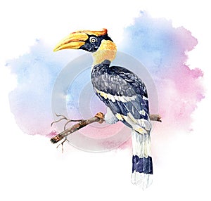 à¸ºWatercolor Great hornbill on tree branch with brush watercolor background.