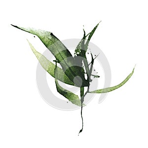 Watercolor green bamboo branch with leaves. Exotic greenery twig. Clipart watercolour illustration.