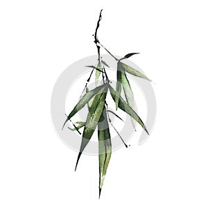 Watercolor green bamboo branch with leaves. Exotic greenery twig. Clipart watercolour illustration.