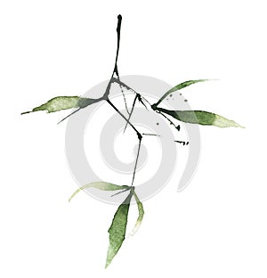 Watercolor green bamboo branch with leaves. Exotic greenery twig. Clipart watercolour illustration.