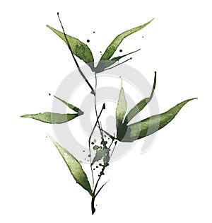 Watercolor green bamboo branch with leaves. Exotic greenery twig. Clipart watercolour illustration.