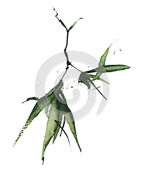 Watercolor green bamboo branch with leaves. Exotic greenery twig. Clipart watercolour illustration.