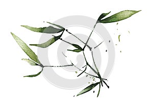 Watercolor green bamboo branch with leaves. Exotic greenery twig. Clipart watercolour illustration.