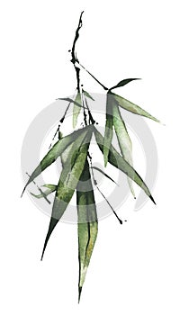 Watercolor green bamboo branch with leaves. Exotic greenery twig. Clipart watercolour illustration.