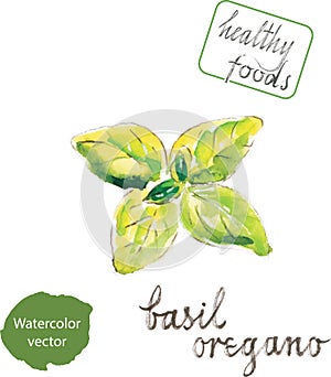 Watercolor green basil