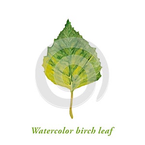 Watercolor green birch leaf