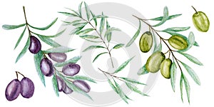 Watercolor green and black olive tree branch leaves fruits set, Realistic olives botanical illustration isolated on