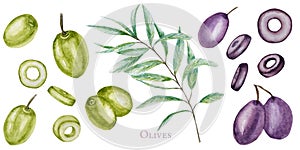 Watercolor green and black olive tree branch leaves fruits set, Realistic olives botanical illustration isolated on