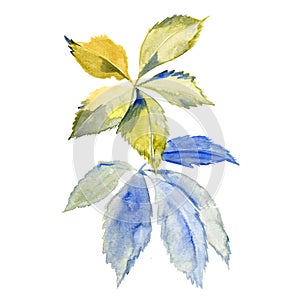 Watercolor green blue leaves. Hand painted green branches with leaves isolated on white background. Botanical elements