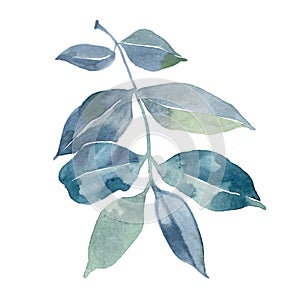 Watercolor green blue leaves. Hand painted green branches with leaves isolated on white background. Botanical elements