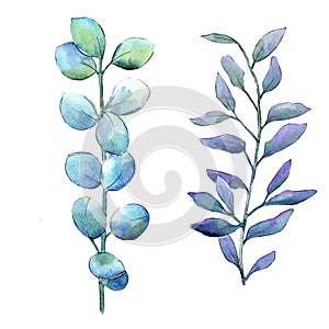 Watercolor green boxwood leaves. Leaf plant botanical garden floral foliage. Isolated illustration element.