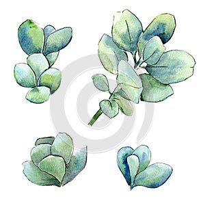 Watercolor green boxwood leaves. Leaf plant botanical garden floral foliage. Isolated illustration element.