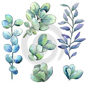 Watercolor green boxwood leaves. Leaf plant botanical garden floral foliage. Isolated illustration element.
