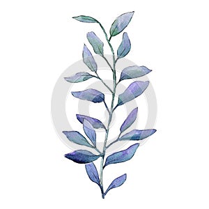 Watercolor green boxwood leaves. Leaf plant botanical garden floral foliage. Isolated illustration element.