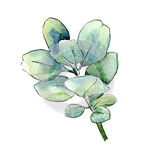 Watercolor green boxwood leaves. Leaf plant botanical garden floral foliage. Isolated illustration element.