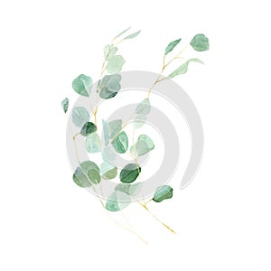 Watercolor green branches eucalyptus bouquet vector illustration