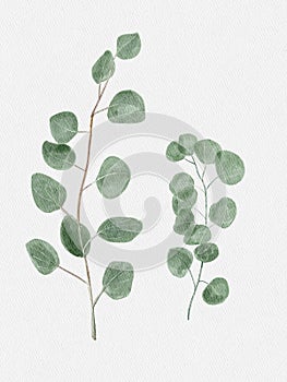 Watercolor green eucalyptus branch. Eucalyptus leaves