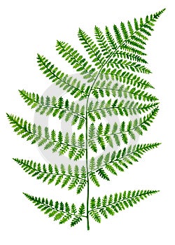 Watercolor green fern leaf isolated on white background. Hand drawn botanical illustration of forest herb. Greenery plant for