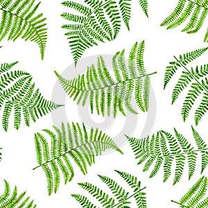 Watercolor green fern leaves seamless pattern. Hand painted forest plant Polypodiopsida texture isolated on white background. photo