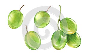 Watercolor green grapes. Big collection of fruits on a branch. Realistic botanical illustration with ripe juicy grape