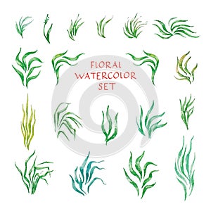 Watercolor green grass. Hand painted summer field clipart, grass patch illustration isolated on white background