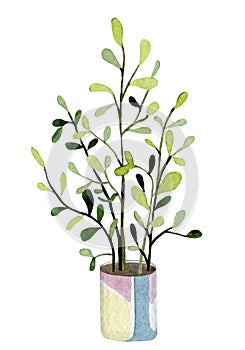 Watercolor green house plants illustration. Hand draw home tree in cute pot for greetig card, banner, invintation template