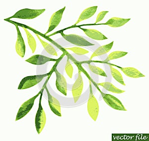 Watercolor green leaf design element.