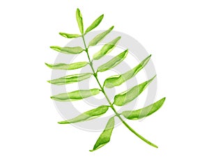 Watercolor green leaf. Hand drawn fern plant isolated on white background. Herb element for cards, decoration, print