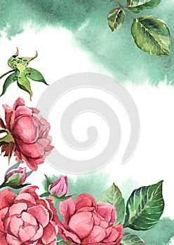 Watercolor green leaves and rose on white background with paint splash for greetings card