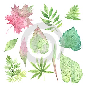 Watercolor green leaves set