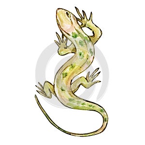 Watercolor green lizard, desert animals