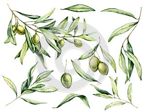 Watercolor green olive, branch and leaves set. Hand painted floral illustration isolated on white background for design