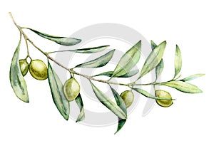 Watercolor green olive branch set. Hand painted floral illustration with olive fruit and tree branches with leaves