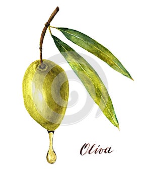 Watercolor green olive with drop of oil