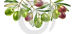 Watercolor green olives. Big border with hanging branches from the top. Ripe colourful purple fruits with leaves