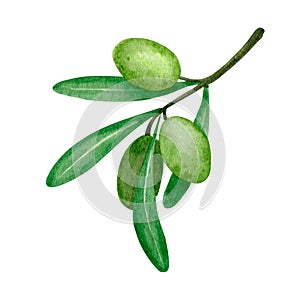 Watercolor green olives branch illustration. Botanical art. Isolated element. Kitchen decoration. Mediterranean print